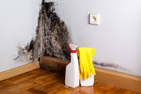 Why You Should Choose Our Mold Remediation Services in Scanlon, MN